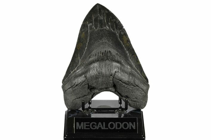 Serrated, Fossil Megalodon Tooth - South Carolina #186039